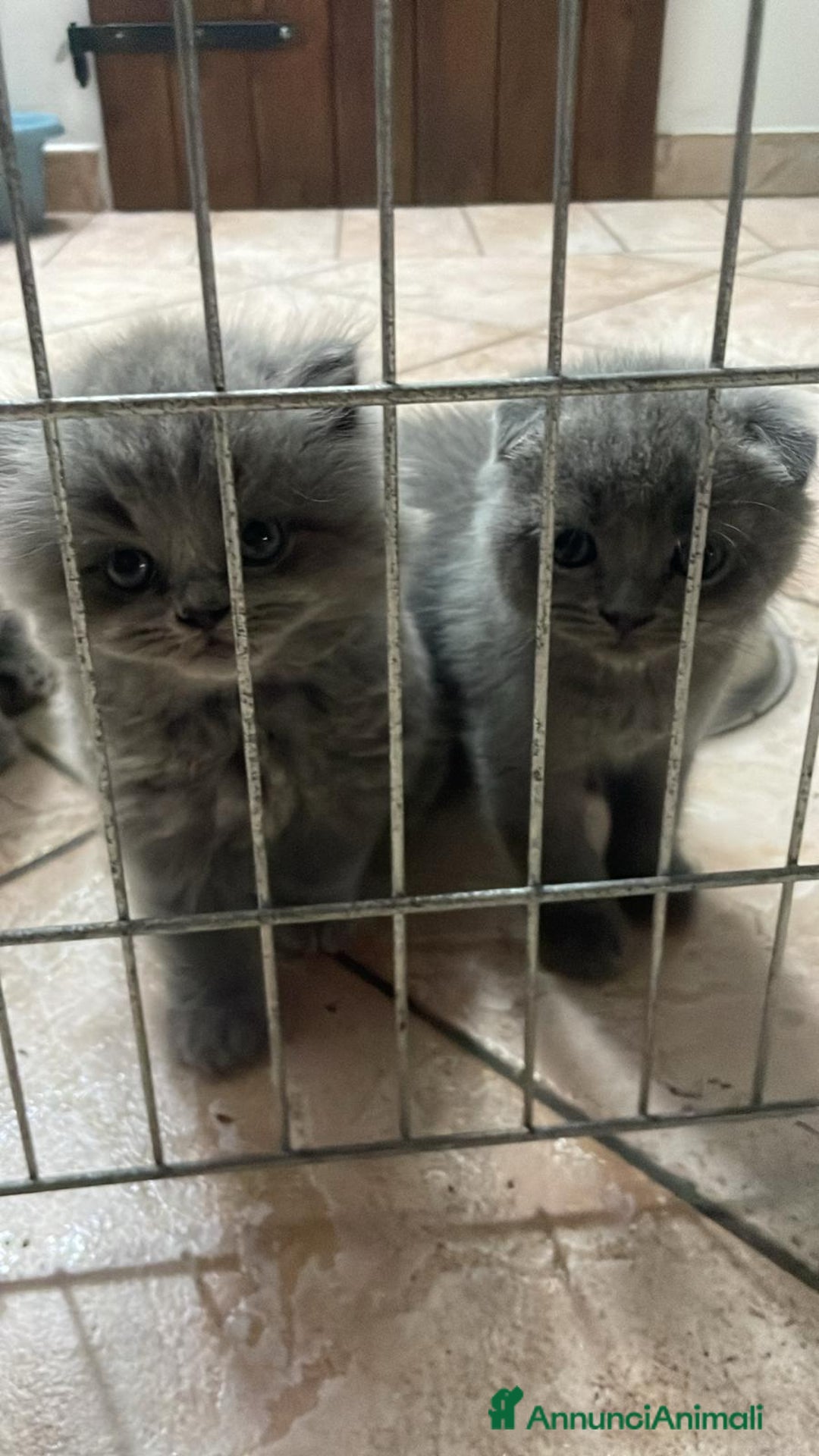 Immagine della galleria {{count}}