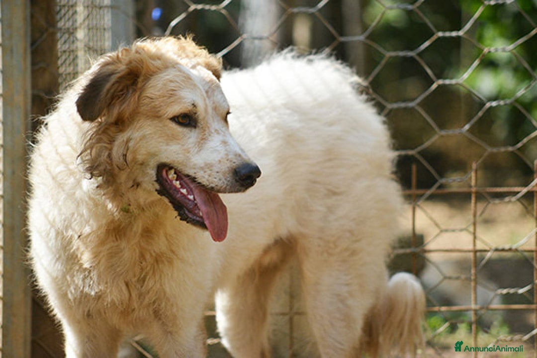 Meticcio cani in regalo: QUINCY HA BISOGNO DI UNA SVOLTA ALLA SUA VITA - Annuncio 3
