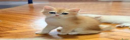 British gatti in vendita: British Golden  - Annuncio 2