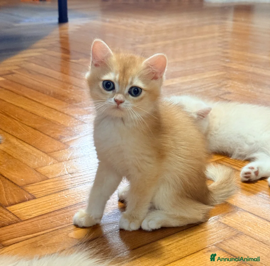 British gatti in vendita: British Golden  - Annuncio 2