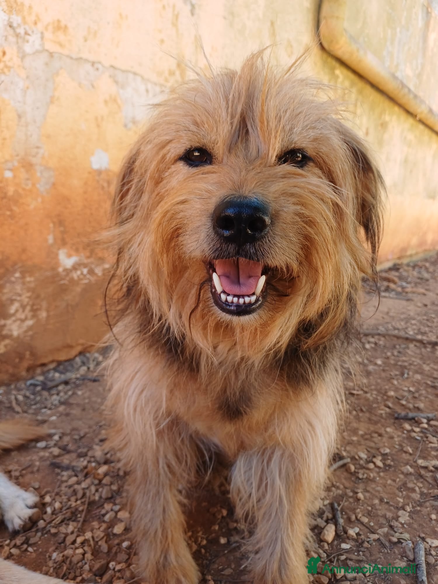 Meticcio cani Juanito - 6 anni  - Annuncio 2