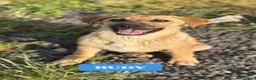 Meticcio cani in regalo: MERAVIGLIE CERCANO CASA - Annuncio 3