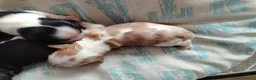 Cavalier King cani in vendita: Cavalier king con pedigree enci  a Provincia di Sondrio - Annuncio 13