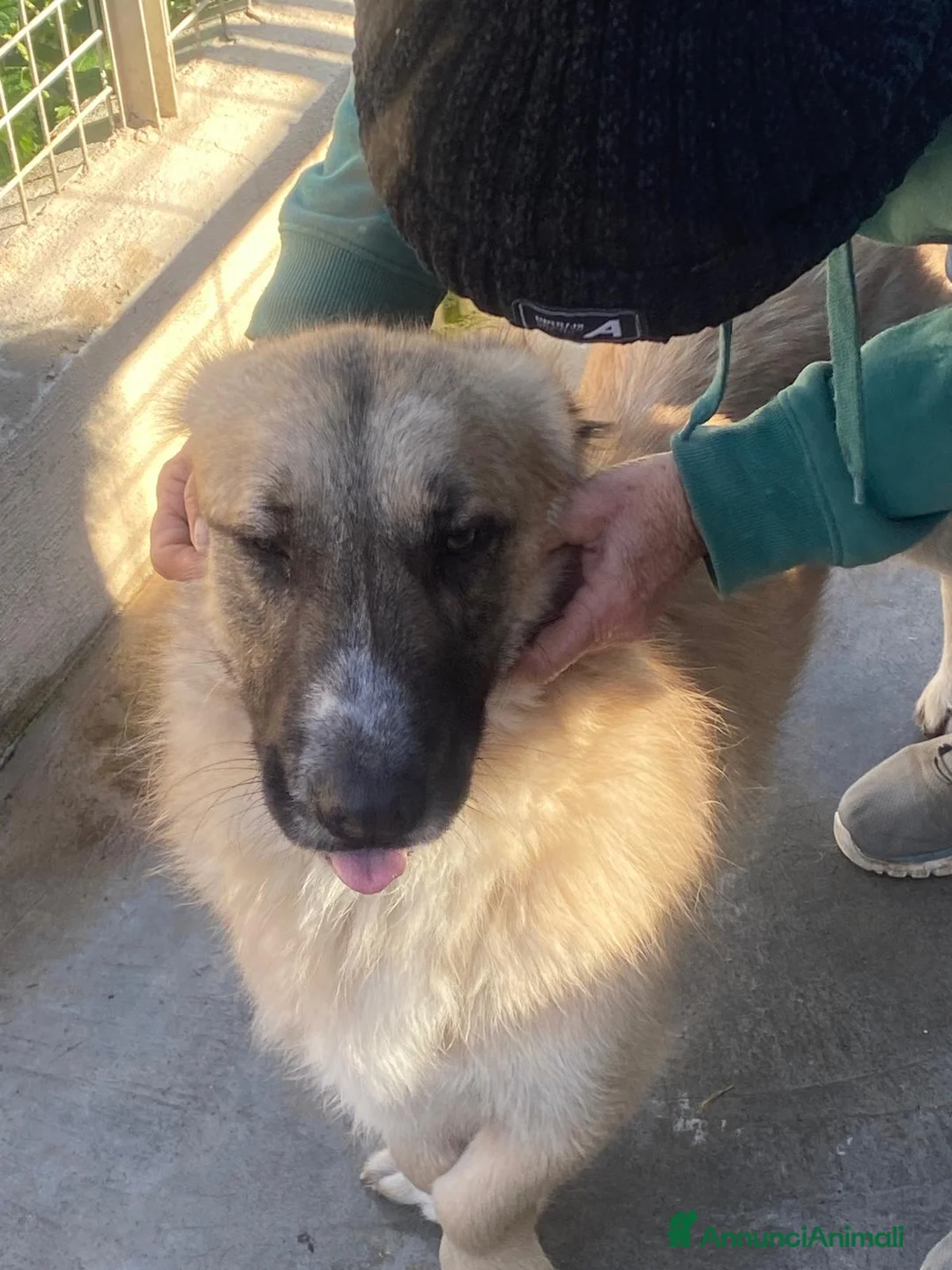 Meticcio cani in regalo: Ciaky cagnolino mansueto e coccolone - Annuncio 4