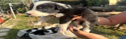 Border Collie cani in vendita: Cuccioli di Border collie - Annuncio 6