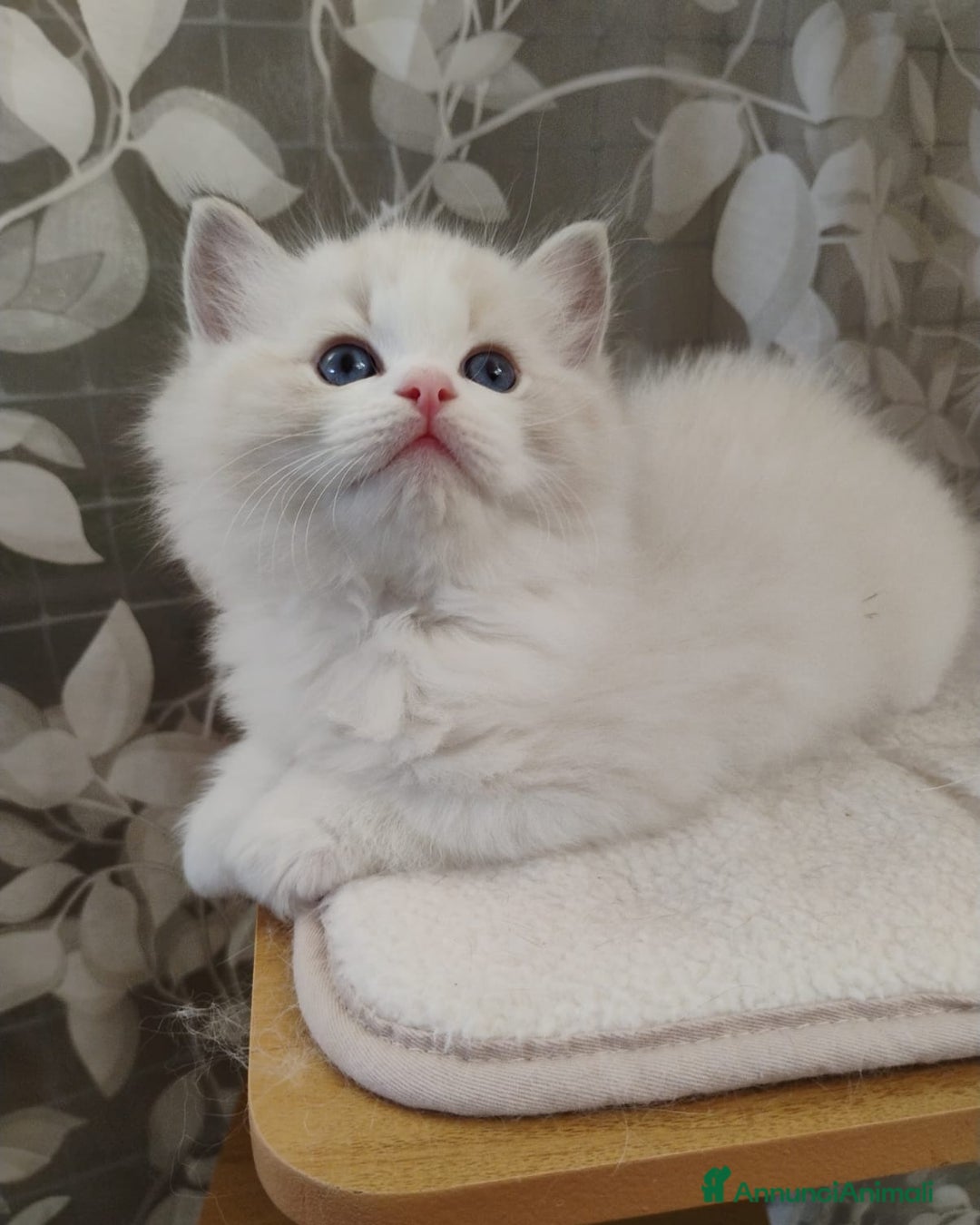 Ragdoll gatti in vendita: Bellissimi Cuccioli Ragdoll ottima genealogia  - Annuncio 3