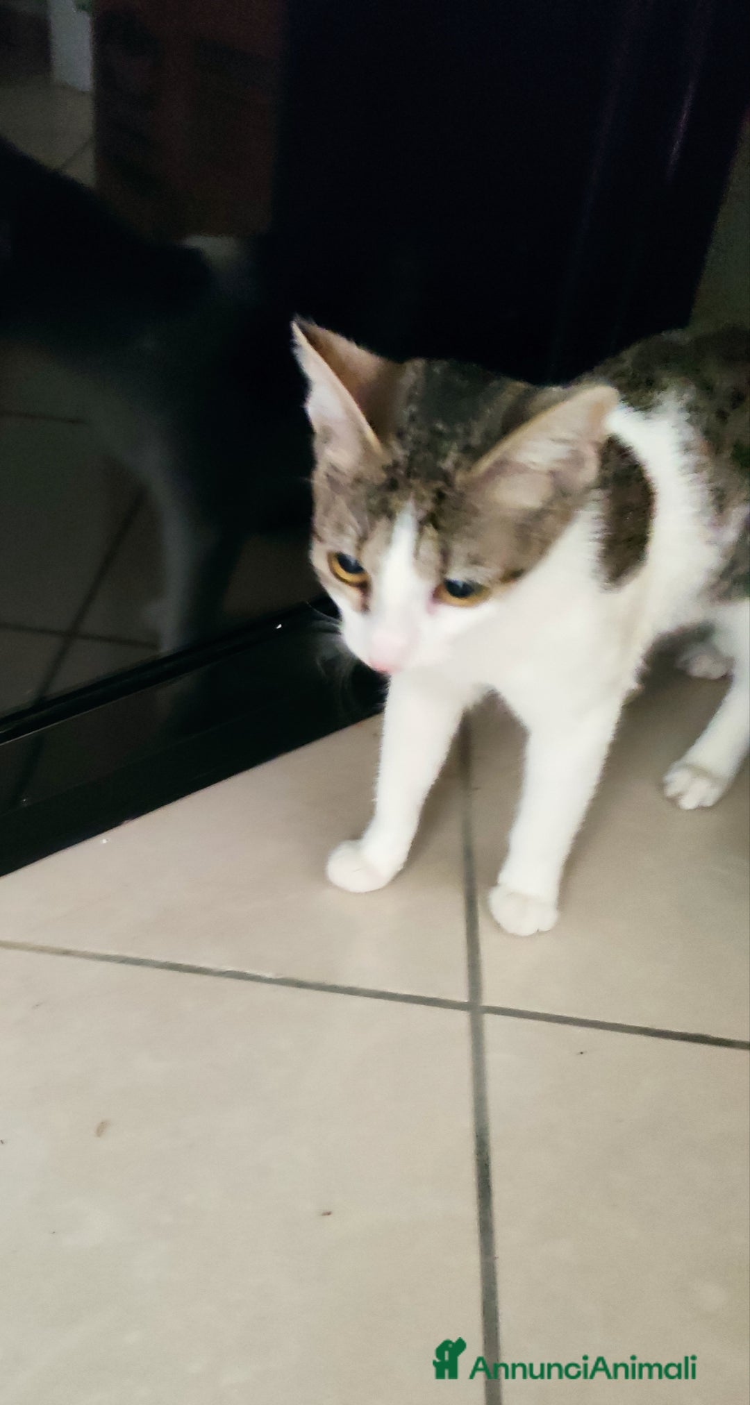 Europeo gatti in regalo: Piccola anima in cerca di amore 💔 - Annuncio 2