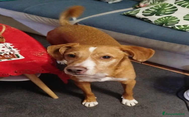 Meticcio cani a Città metropolitana di Milano - Annuncio 5