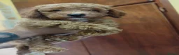 Barboncino cani in vendita: Barboncini Red - Annuncio 4