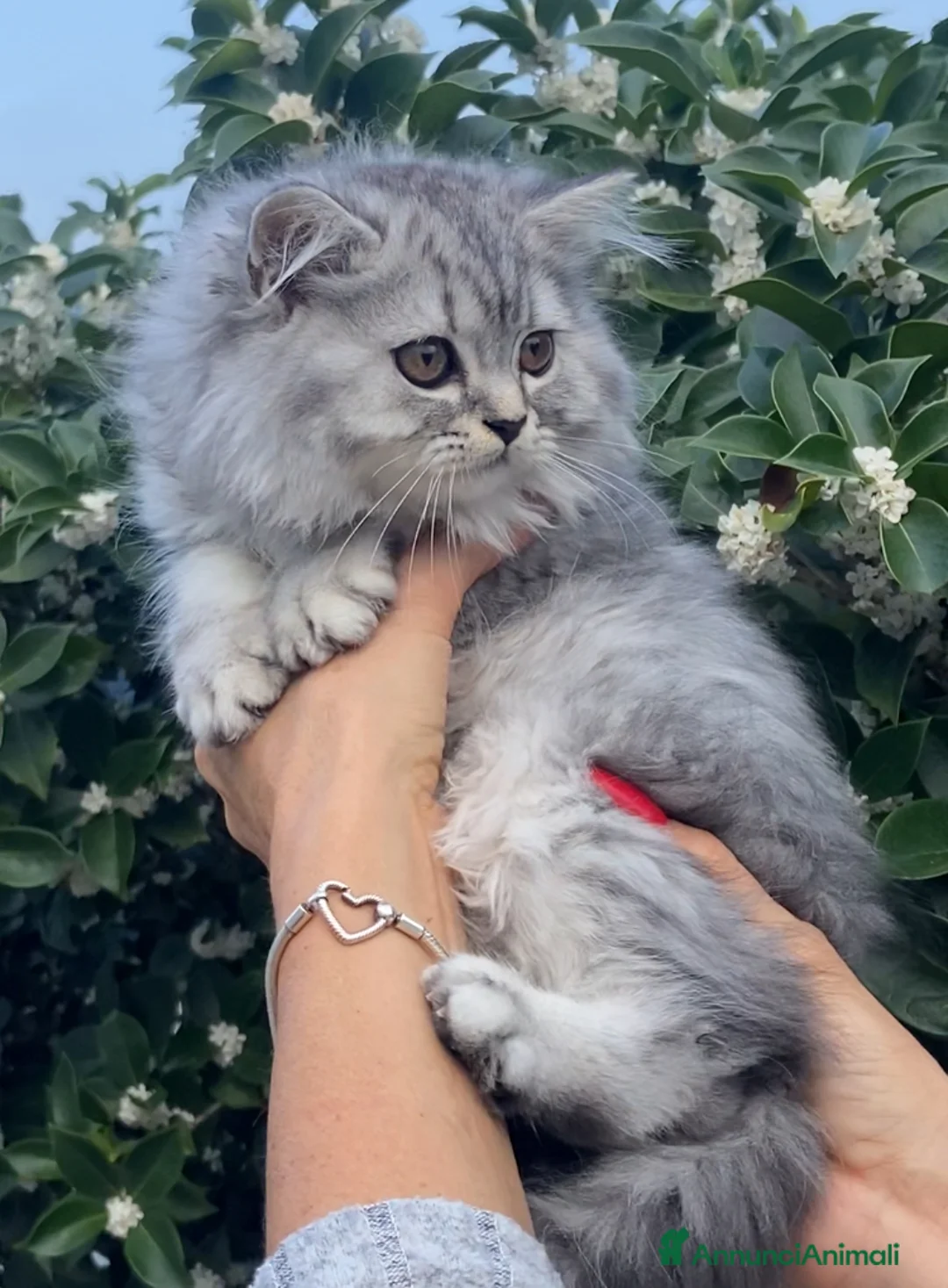 Scottish gatti in vendita: Scottish Highland straight - Annuncio 2