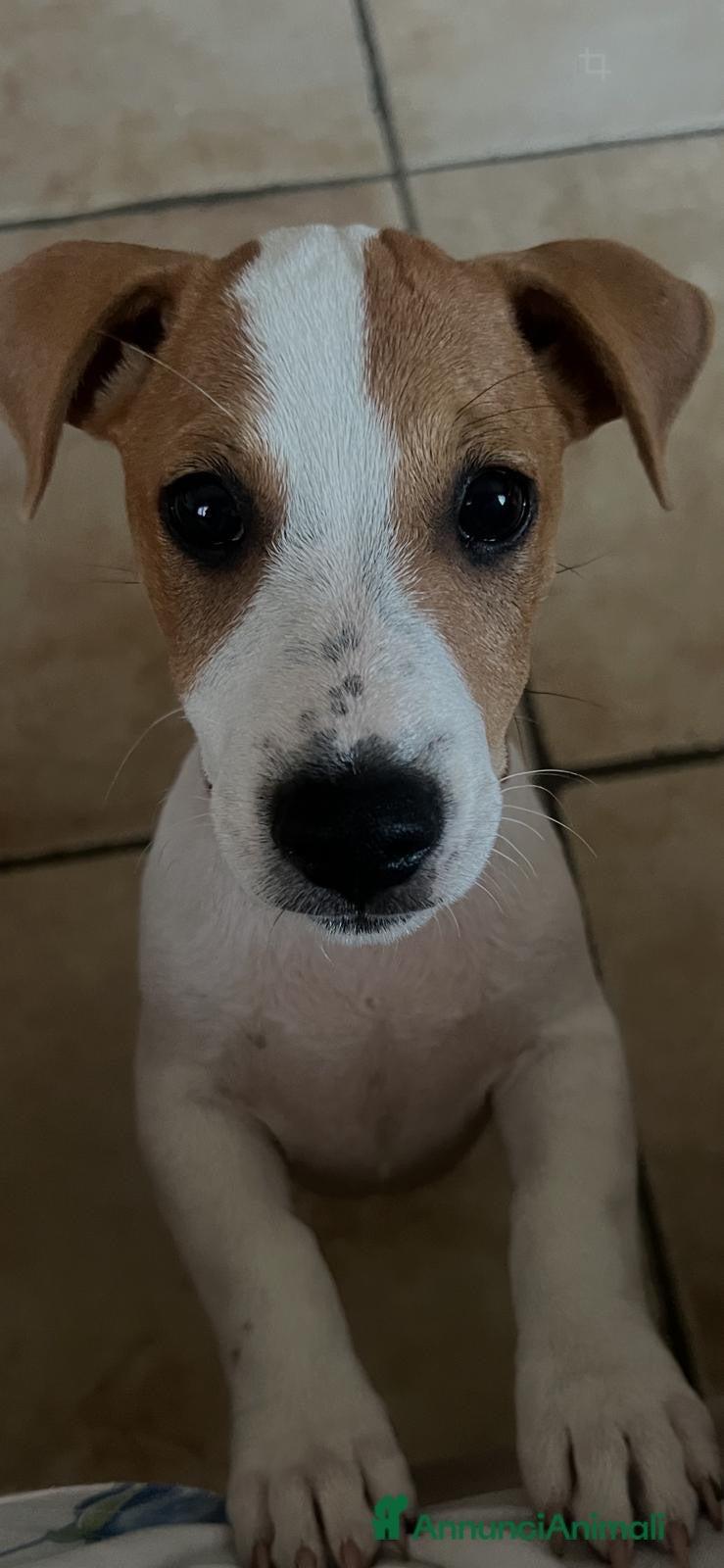 Jack Russell cani Jack Russel di razza - Annuncio 5