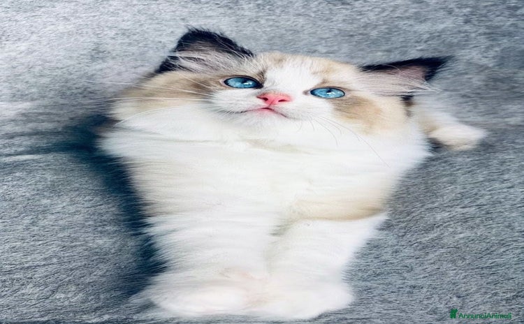 Ragdoll gatti - Annuncio 5