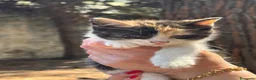 Meticcio gatti in regalo: Cercasi casa per cuccioli  - Annuncio 22
