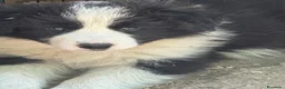 Border Collie cani in vendita: Cuccioli di razza Border Collie - Annuncio 3