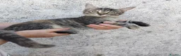 Meticcio gatti in vendita: Gattini incrocio Maine Coon  a Provincia di Trieste - Annuncio 3