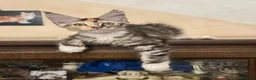 Maine Coon gatti in vendita: Allevamento di Maine Coon GIANTS VIKING - Annuncio 2