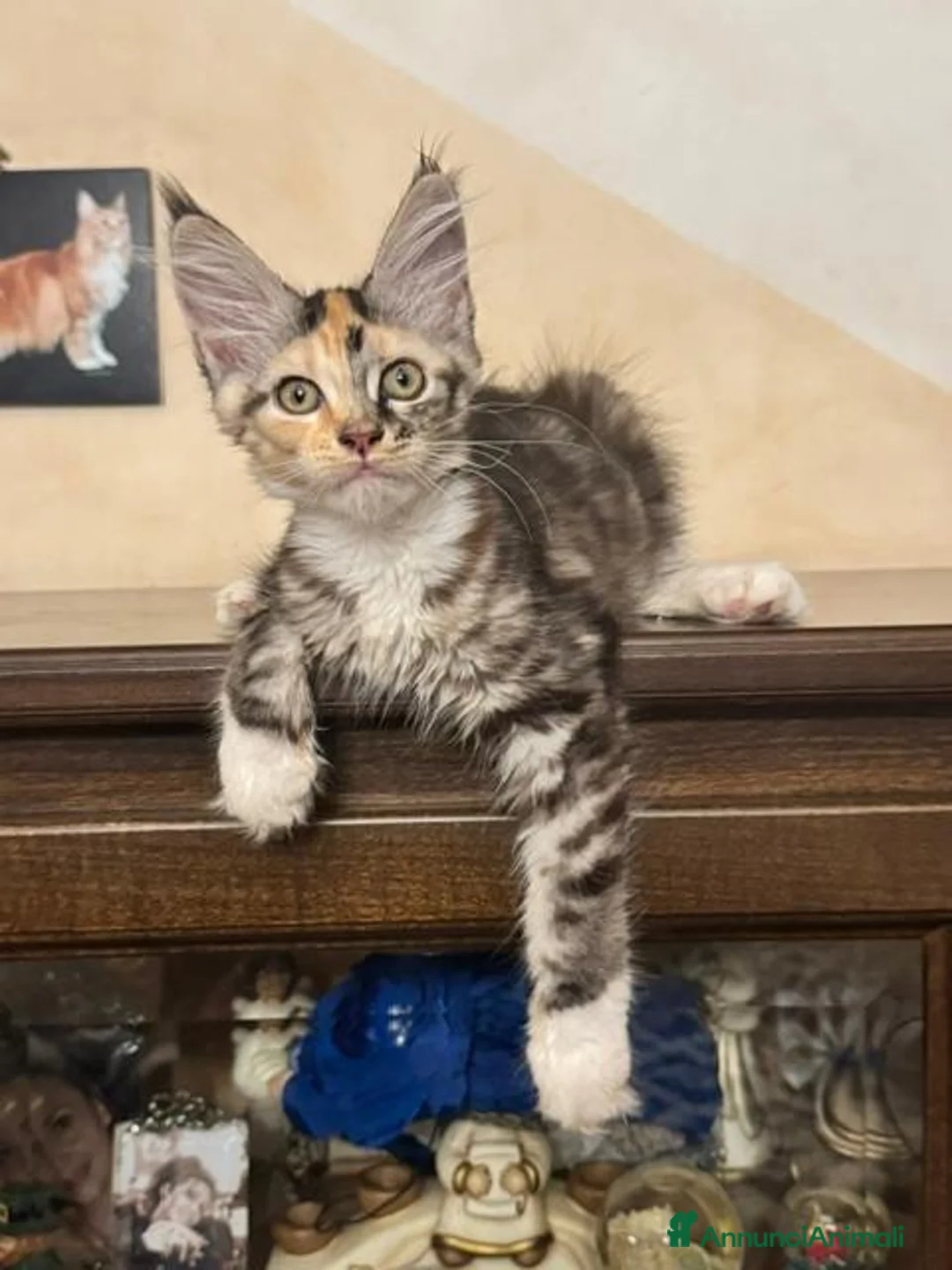 Maine Coon gatti in vendita: Allevamento di Maine Coon GIANTS VIKING - Annuncio 2