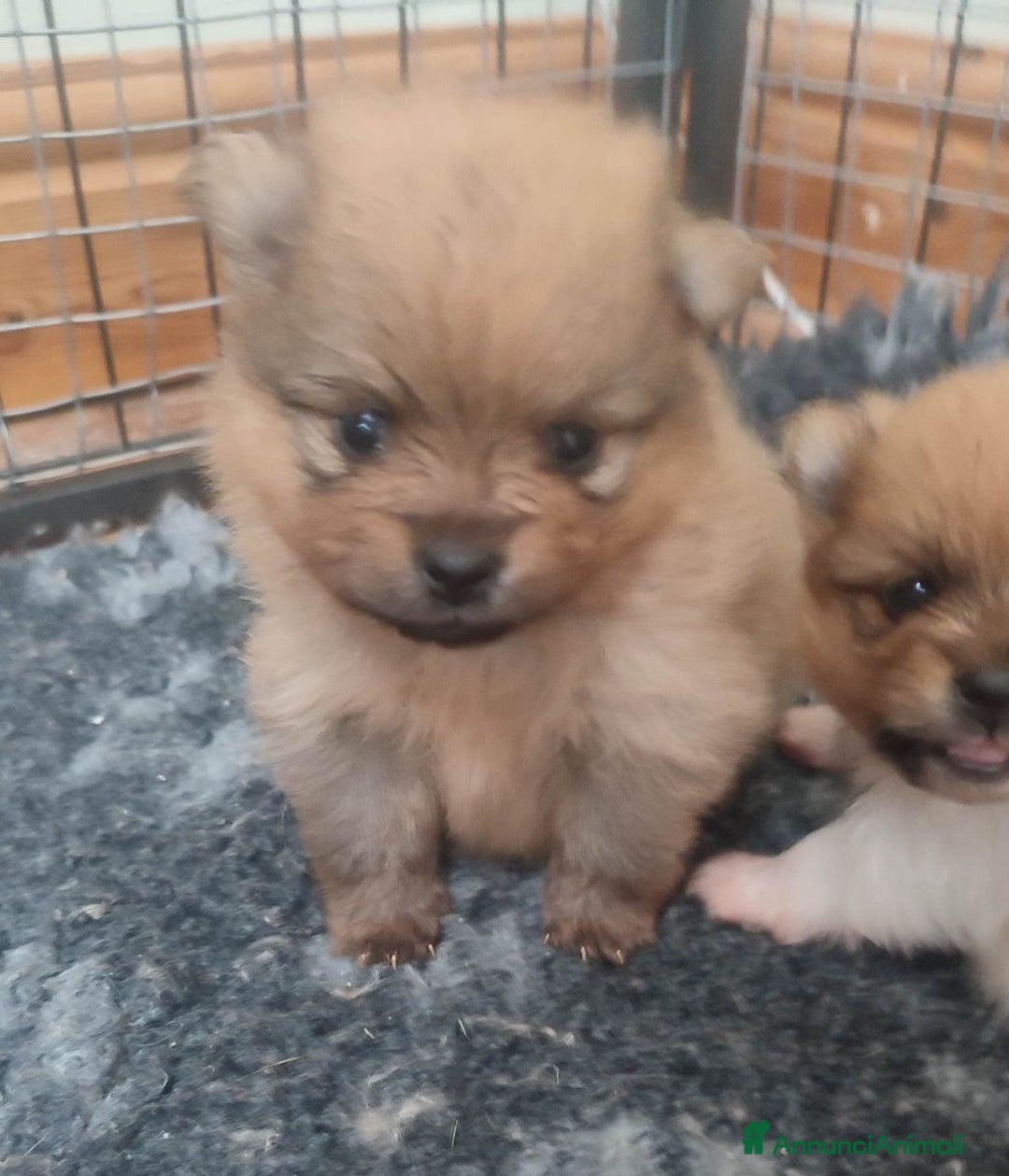 Volpino Pomerania cani in vendita: Cuccioli di Pomerania - Annuncio 8