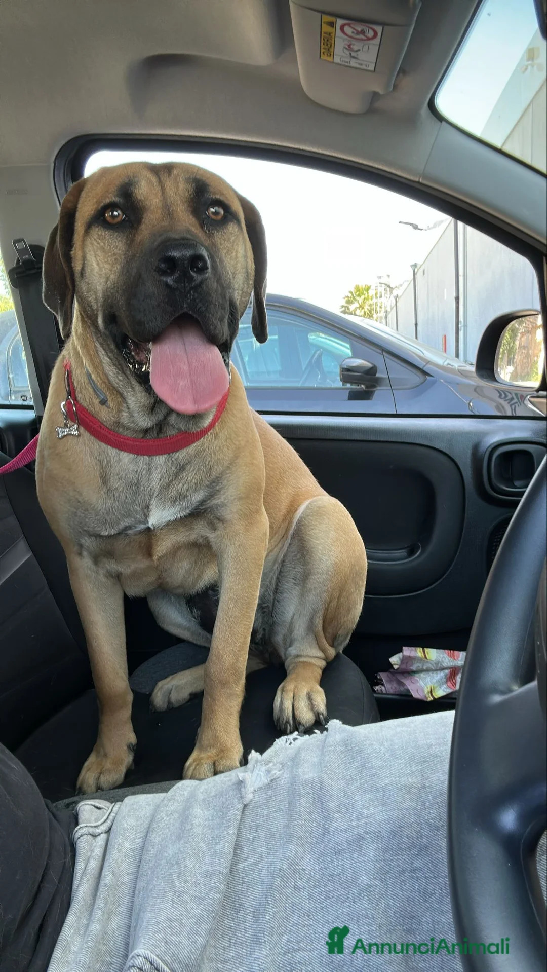 Cane Corso cani in vendita: Cuccioli Cane Corso a Città metropolitana di Palermo - Annuncio 1