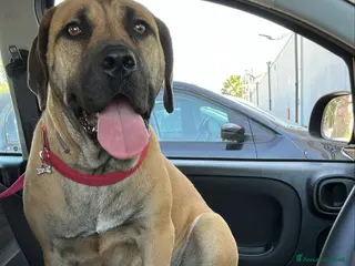 Cane Corso cani Cuccioli Cane Corso - Annuncio 3