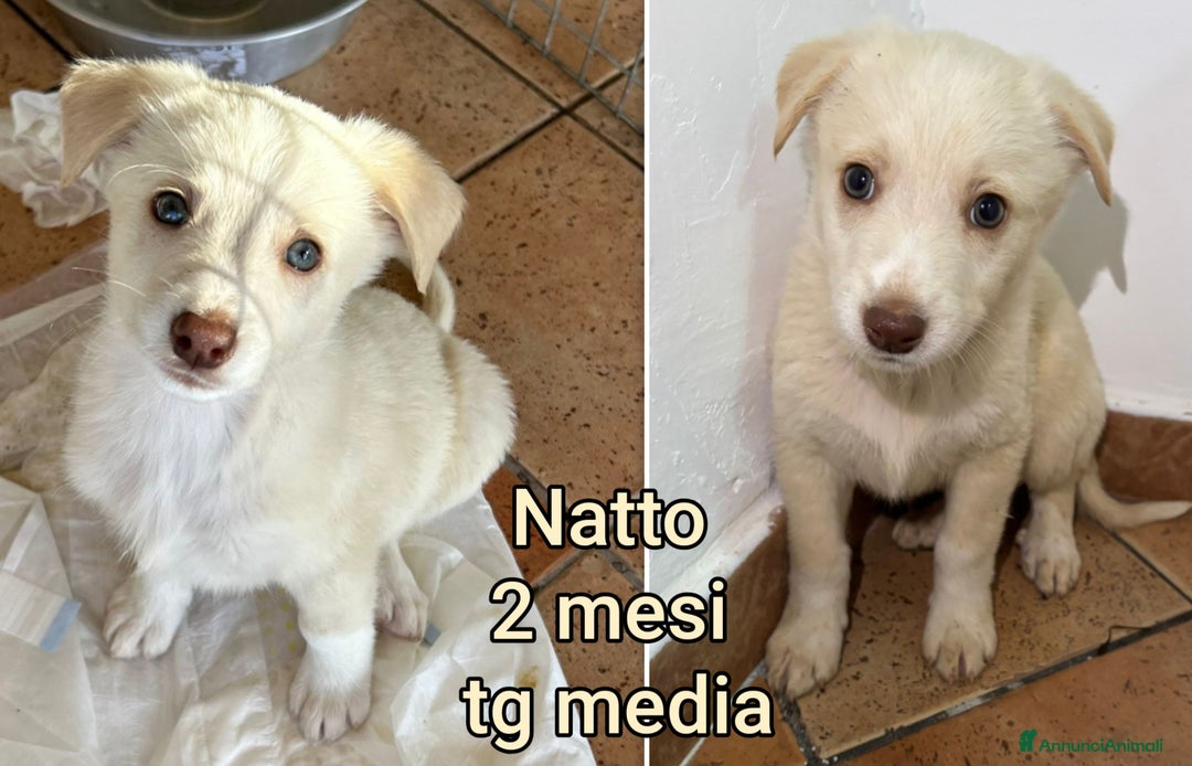 Meticcio cani in regalo: CUCCIOLI ABBANDONATI: URGENTE  - Annuncio 3