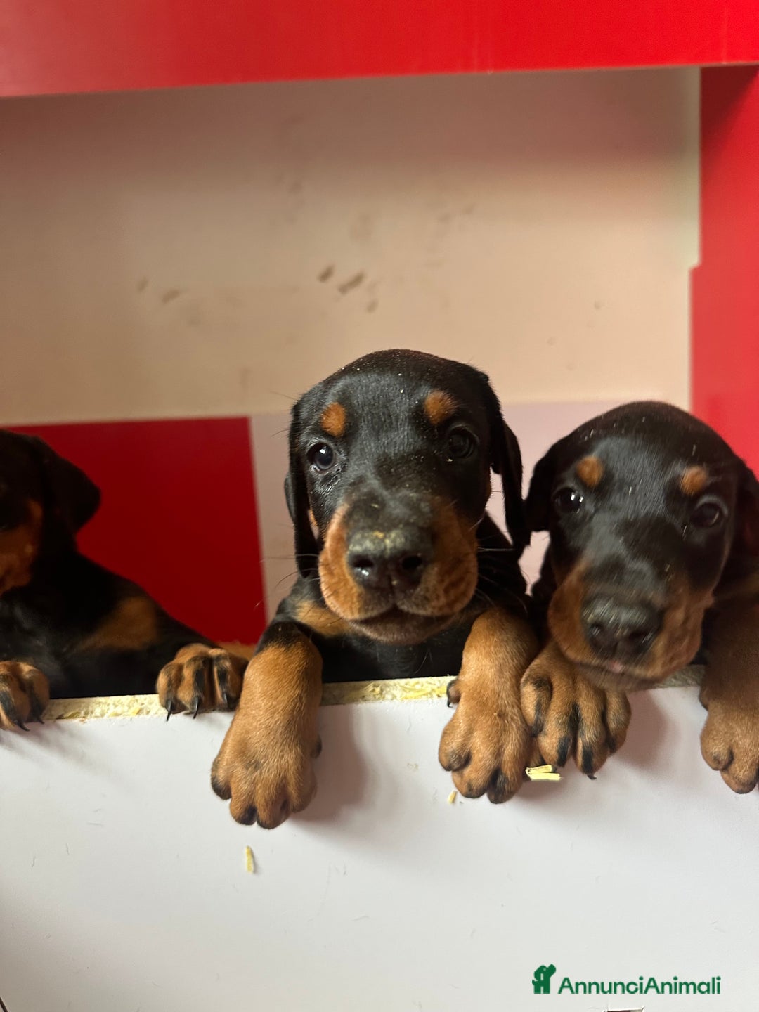 Dobermann cani in vendita: cuccioli dobermann selezionati  a Provincia di Avellino - Immagine 8
