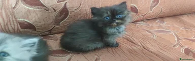 Persiano 4 tartarugata