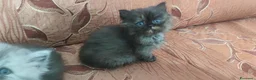 Persiano gatti in vendita: Cuccioli persiani  - Annuncio 4