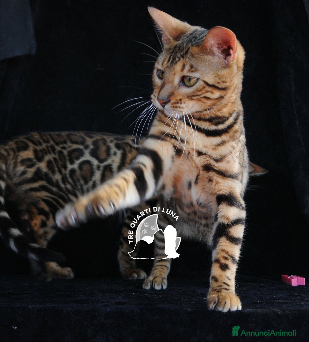 Bengala gatti in vendita: Cuccioli Bengala – Piccoli Leopardi a Città metropolitana di Roma Capitale - Immagine 4