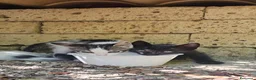 Meticcio gatti in regalo: Meravigliosi gattini  a Città metropolitana di Roma Capitale - Annuncio 10