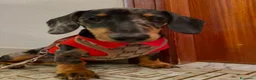 Bassotto Nano cani per accoppiamento: Gennarino cerca fidanzata - Annuncio 1