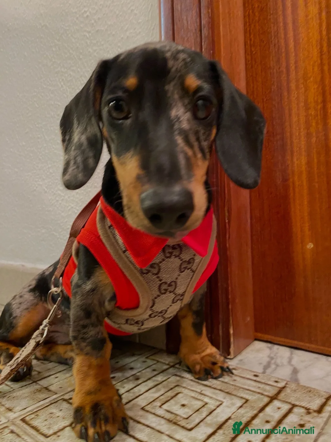 Bassotto Nano cani per accoppiamento: Gennarino cerca fidanzata - Annuncio 1