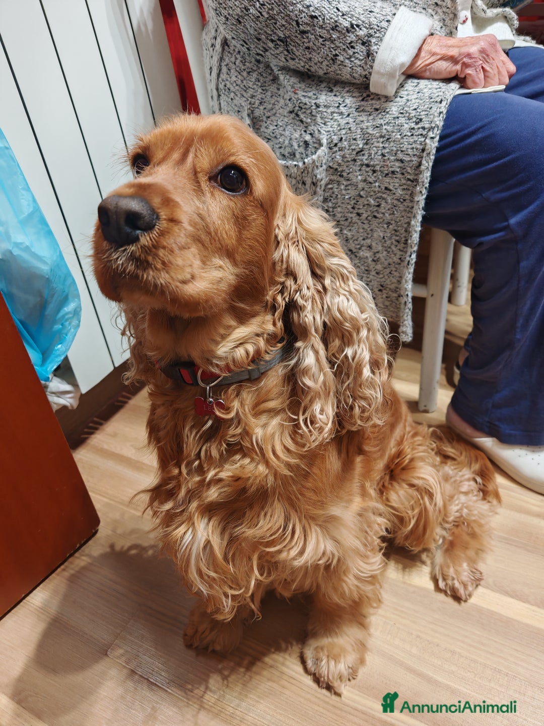 Cocker cani in regalo: Vendo cocker  - Annuncio 3