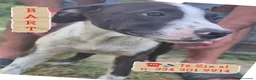 Meticcio cani in regalo: URGENTE! BART 💙 LO STALLO STA FINENDO. AIUTIAMOLO - Annuncio 1