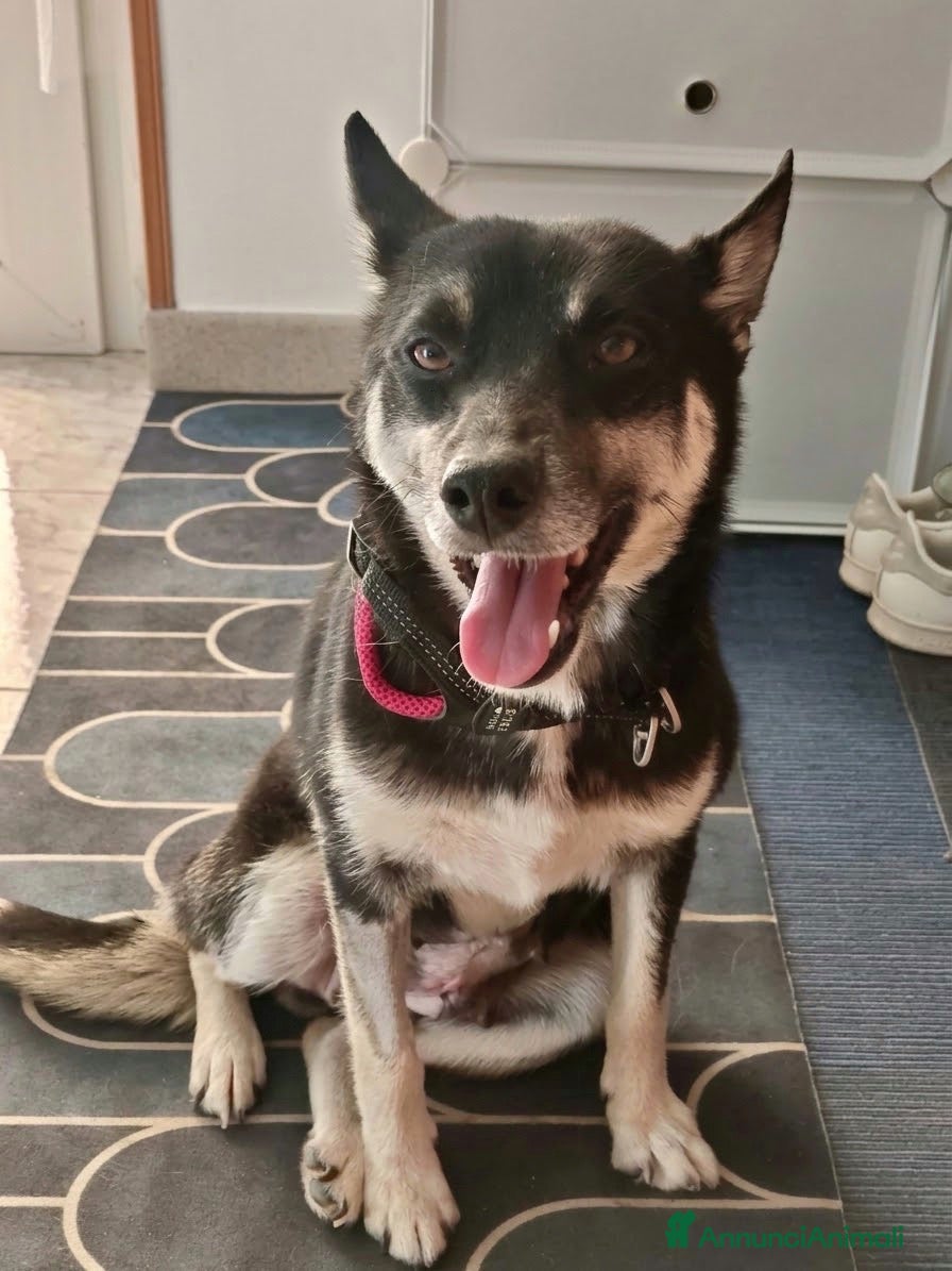 Meticcio cani Linda - Annuncio 33