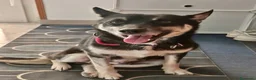 Meticcio cani in regalo: Linda a Provincia di Potenza - Annuncio 1