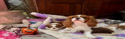 Cavalier King cani in vendita: Cuccioli di Cavalier King con Pedigree  - Annuncio 13