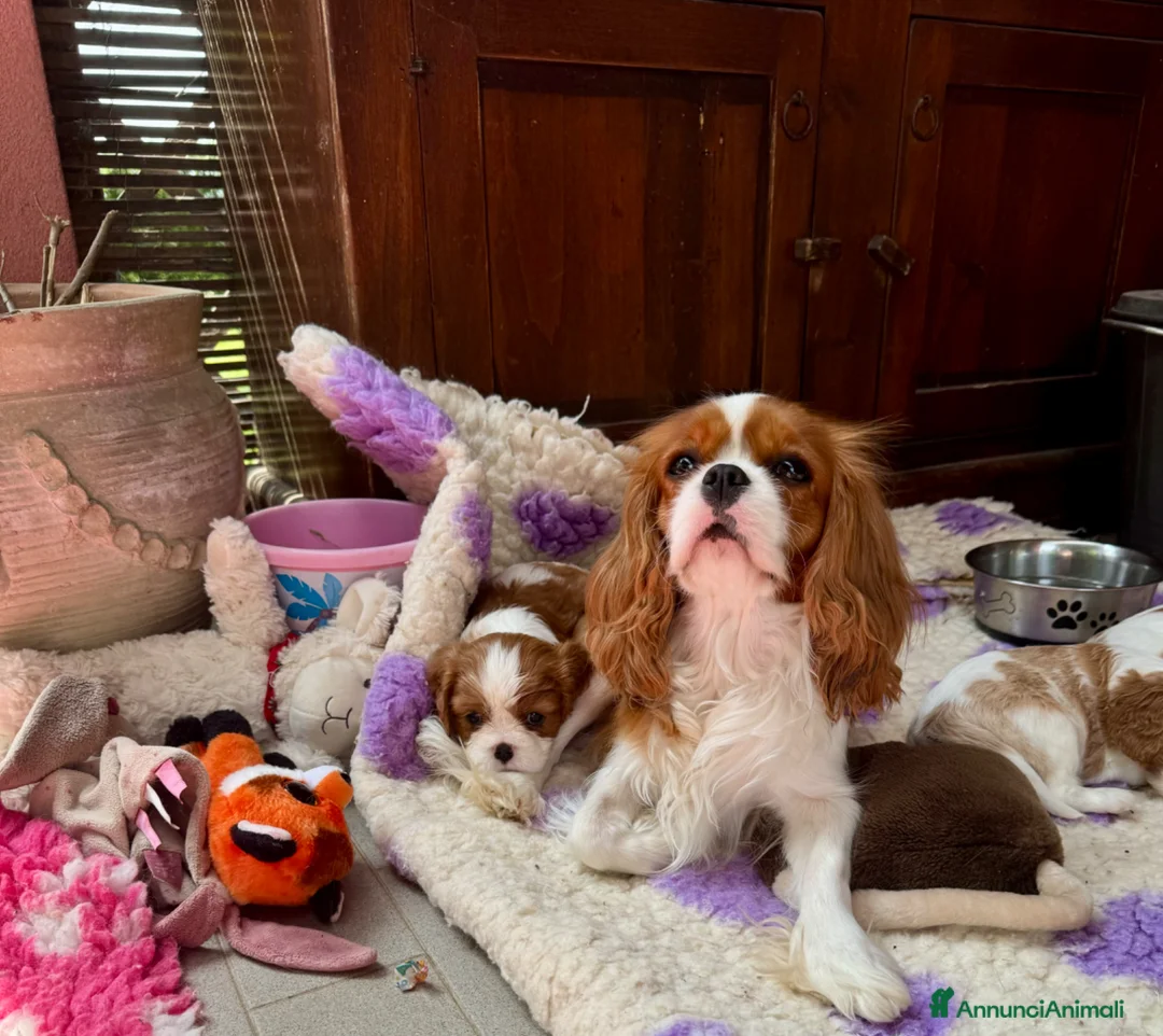 Cavalier King cani in vendita: Cuccioli di Cavalier King con Pedigree  - Annuncio 13