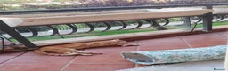 Meticcio gatti in regalo: Regalo gattini di 3-4 mesi e di 1 anno e mezzo  a Città metropolitana di Roma Capitale - Annuncio 10