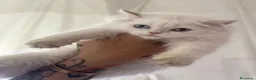 British gatti in vendita: Cuccioli di British TOP con pedigree  - Annuncio 1