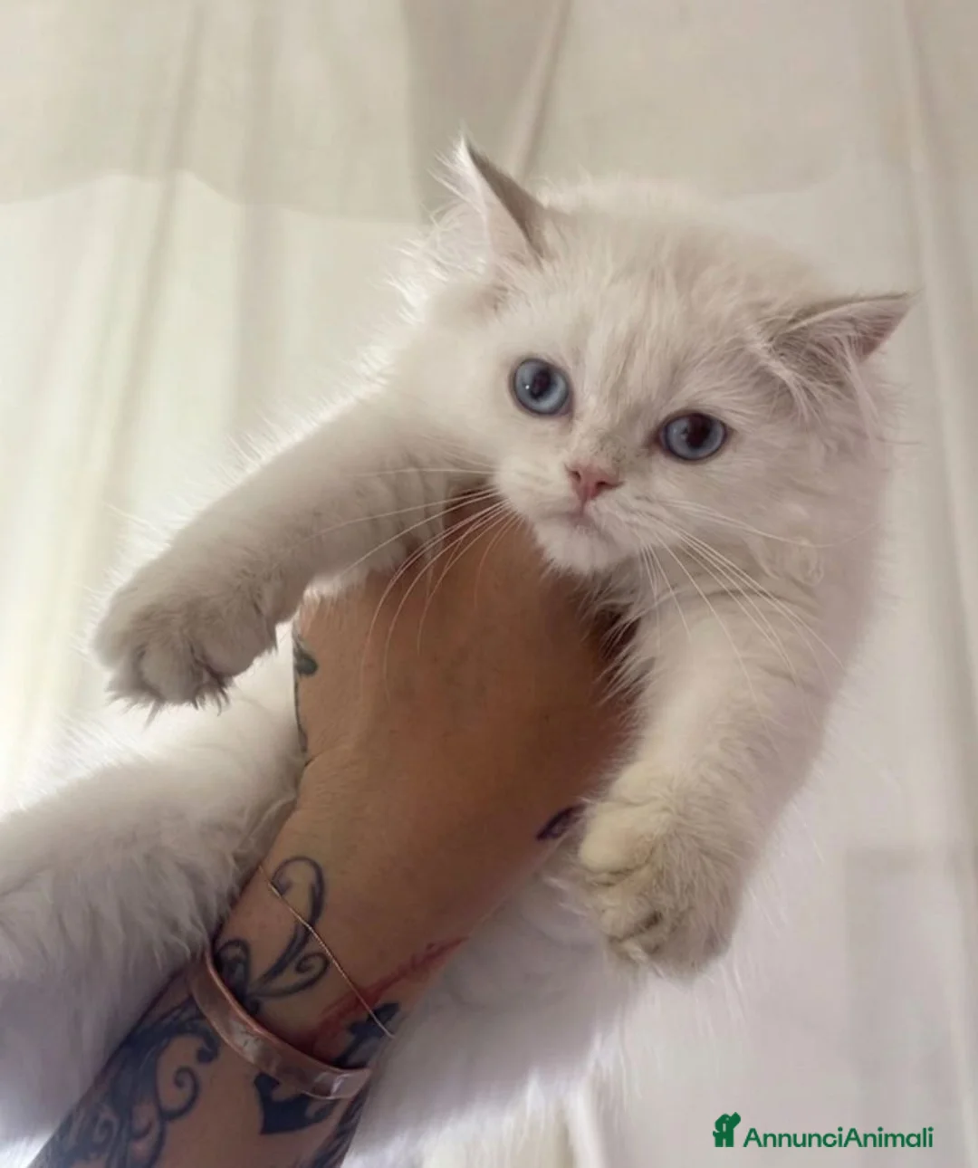 British gatti in vendita: Cuccioli di British TOP con pedigree  - Annuncio 1