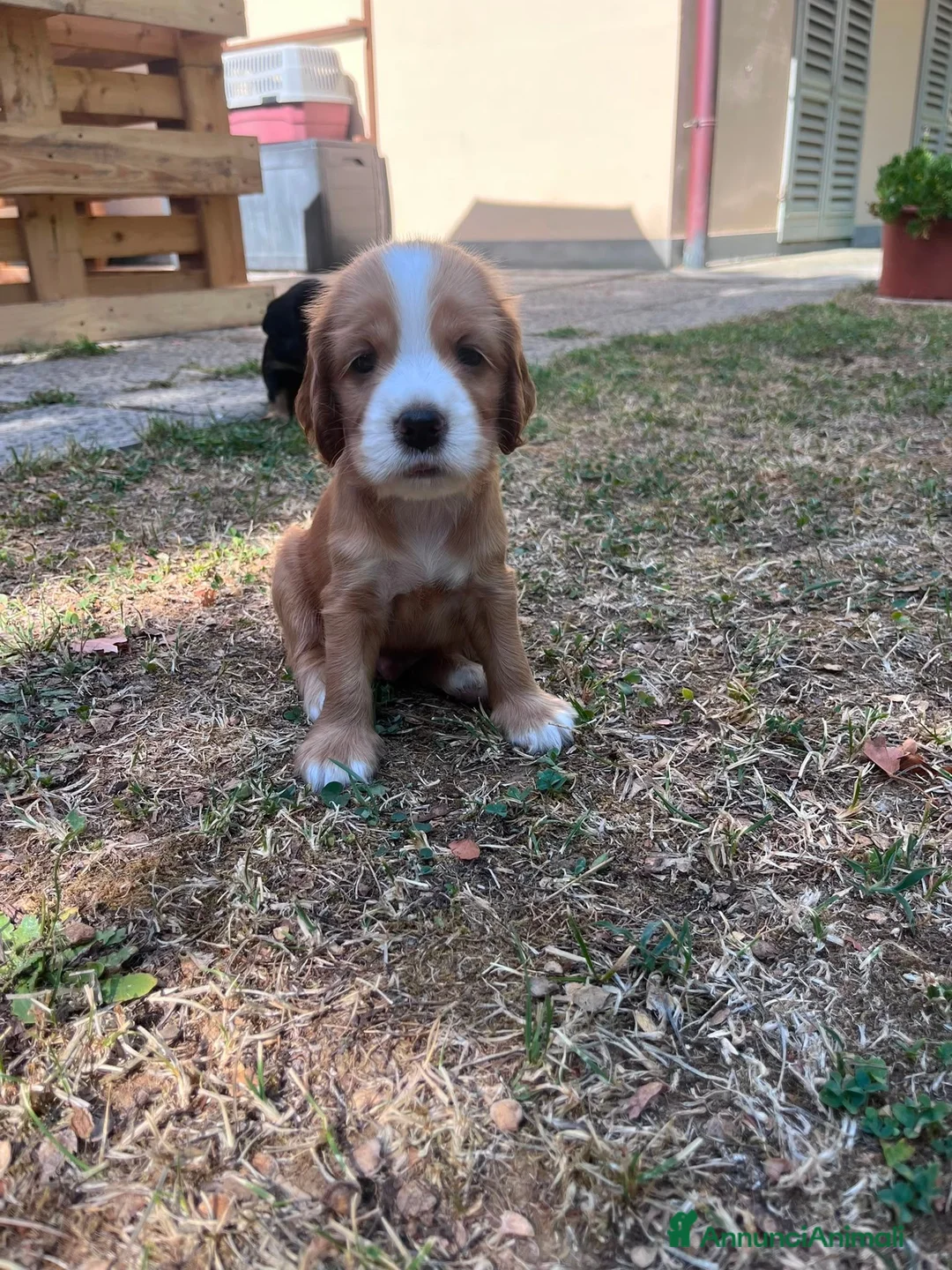 Cocker cani in vendita: VENDO CUCCIOLI COCKER SPANIEL INGLESE - Annuncio 1