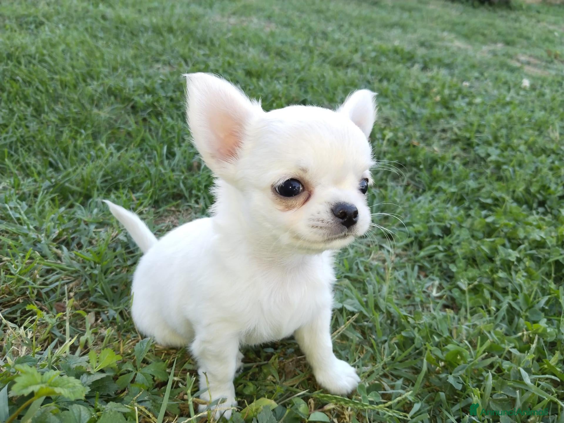 Chihuahua cani Chihuahua maschi - Annuncio 1