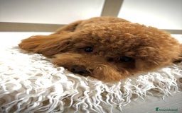 Barboncino Toy cani per accoppiamento: Teddy  a Provincia di Foggia - Immagine 2