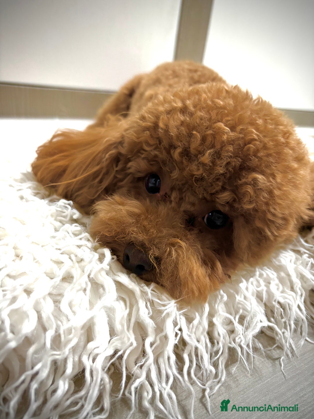 Barboncino Toy cani per accoppiamento: Teddy  a Provincia di Foggia - Immagine 2