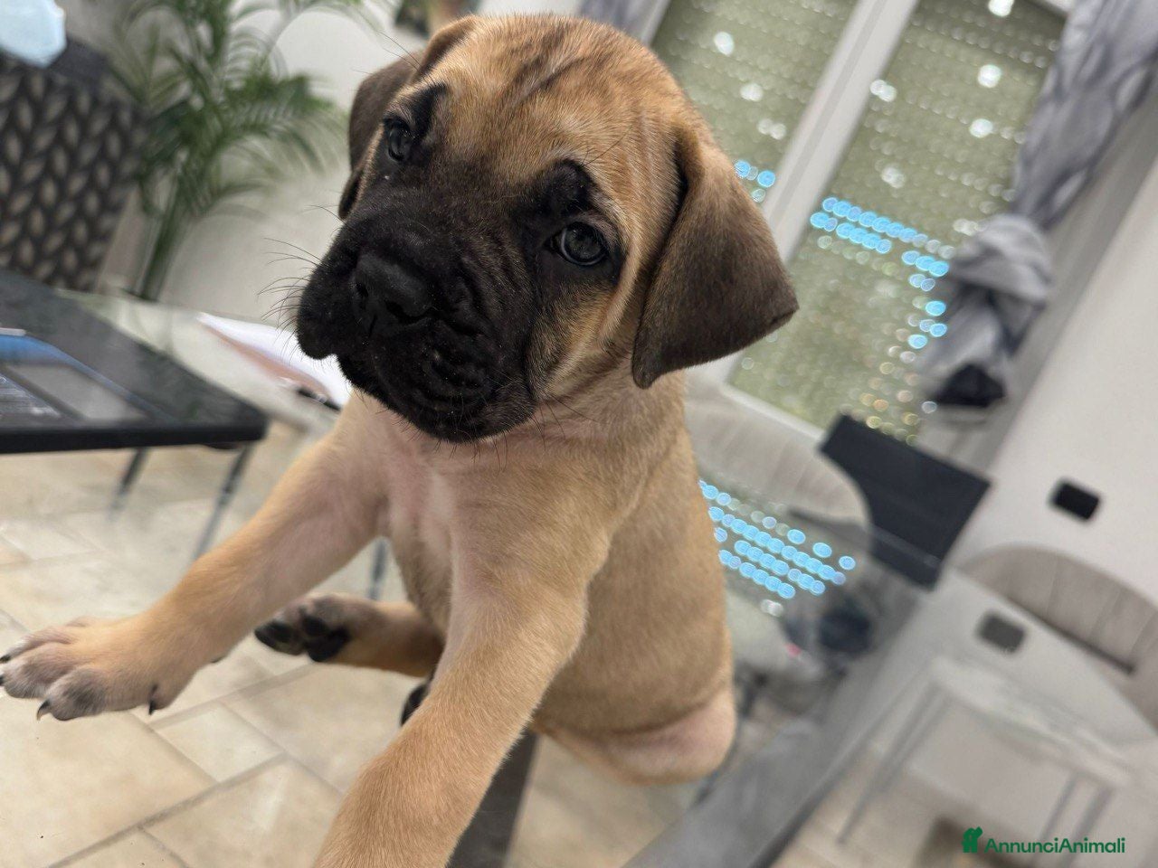 Cane Corso cani VENDITA CUCCIOLA DI CANE CORSO - Annuncio 2