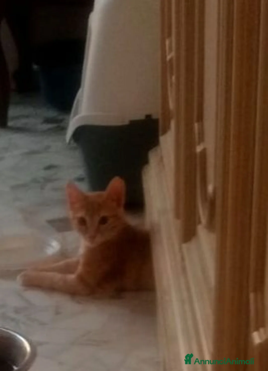 Meticcio gatti in regalo: Gattino 3 mesi a Città Metropolitana di Bari - Annuncio 2