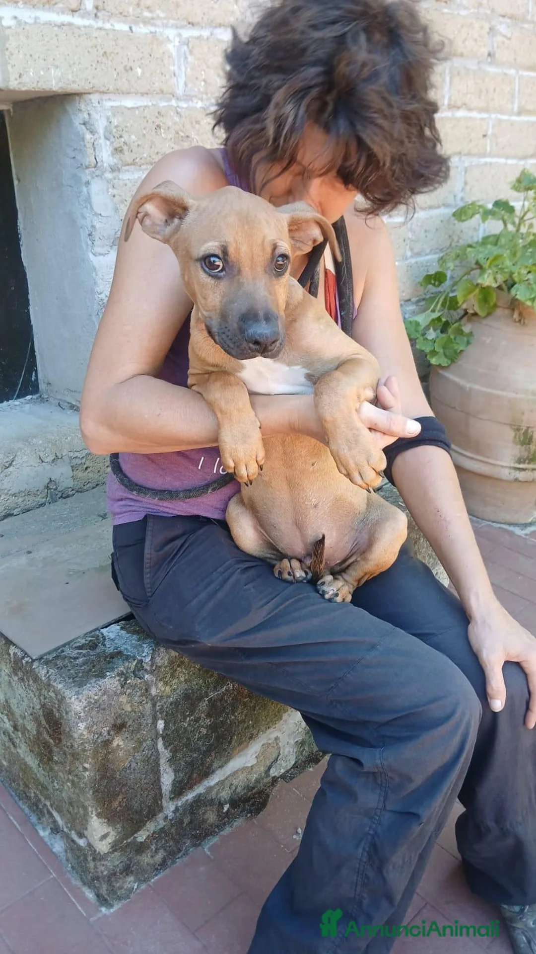 Meticcio cani in regalo: VICTOR HA BISOGNO DI UNA MAMMA E DI UN PAPA' - Annuncio 4