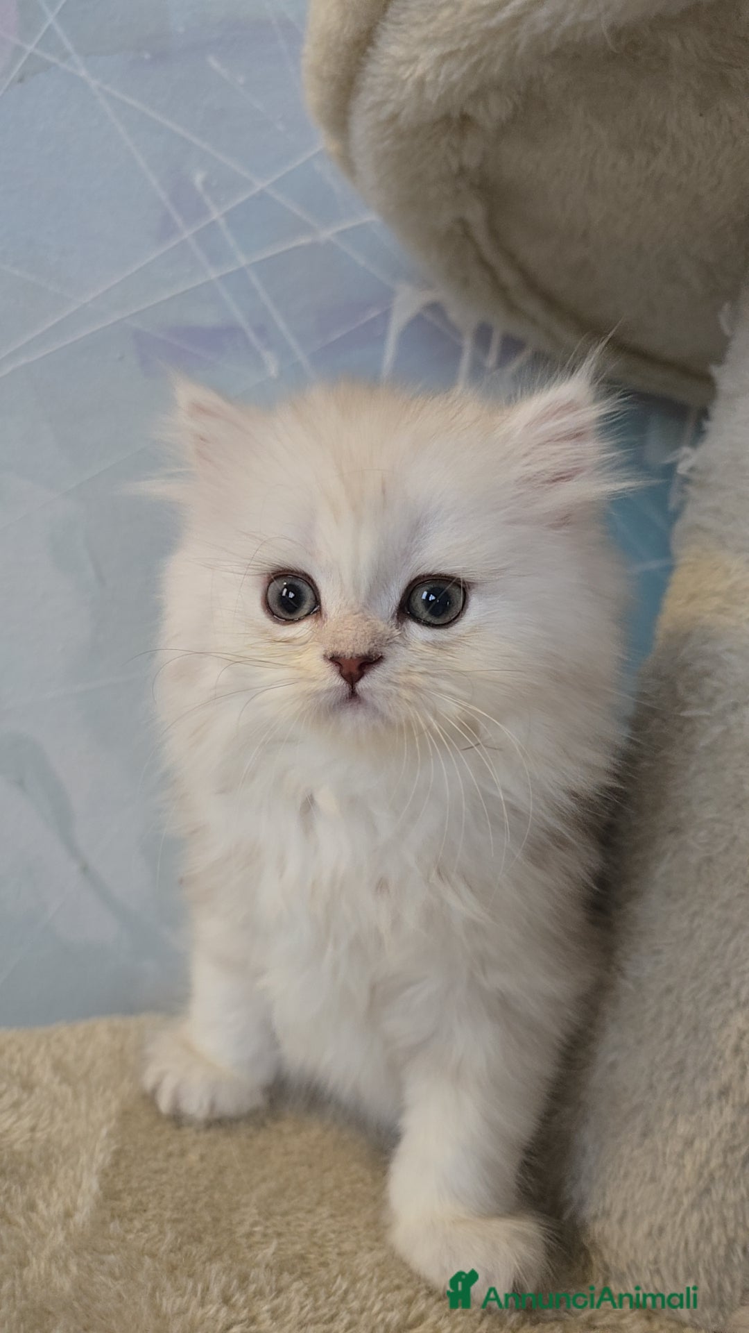 Scottish gatti in vendita: Scottish Fold e Straight  - Annuncio 11