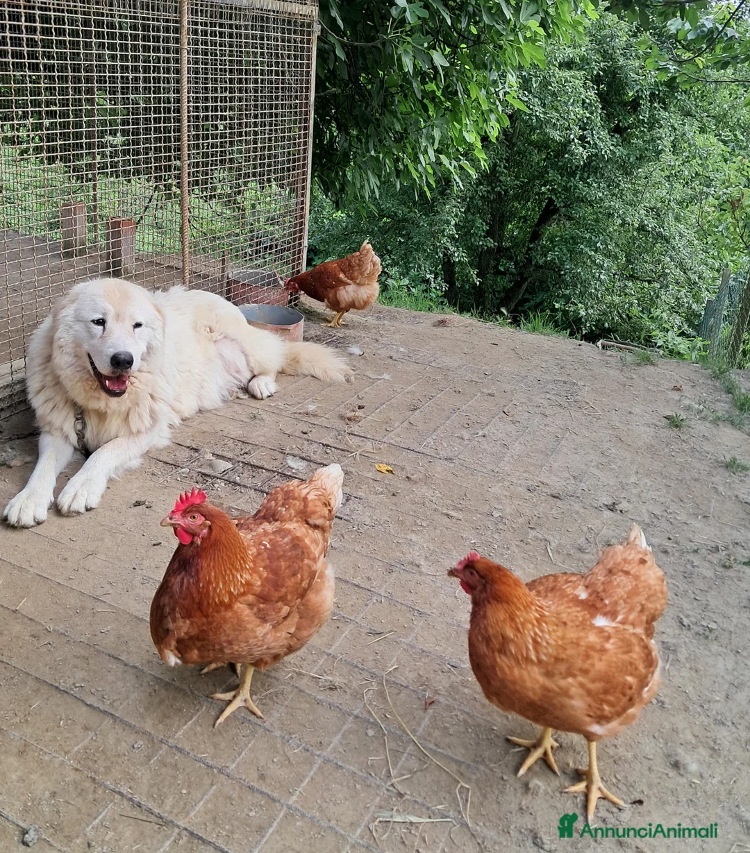 Pastore Maremmano cani in vendita: spettacolari cuccioli di Pastore marem. Abruzzese  - Annuncio 10